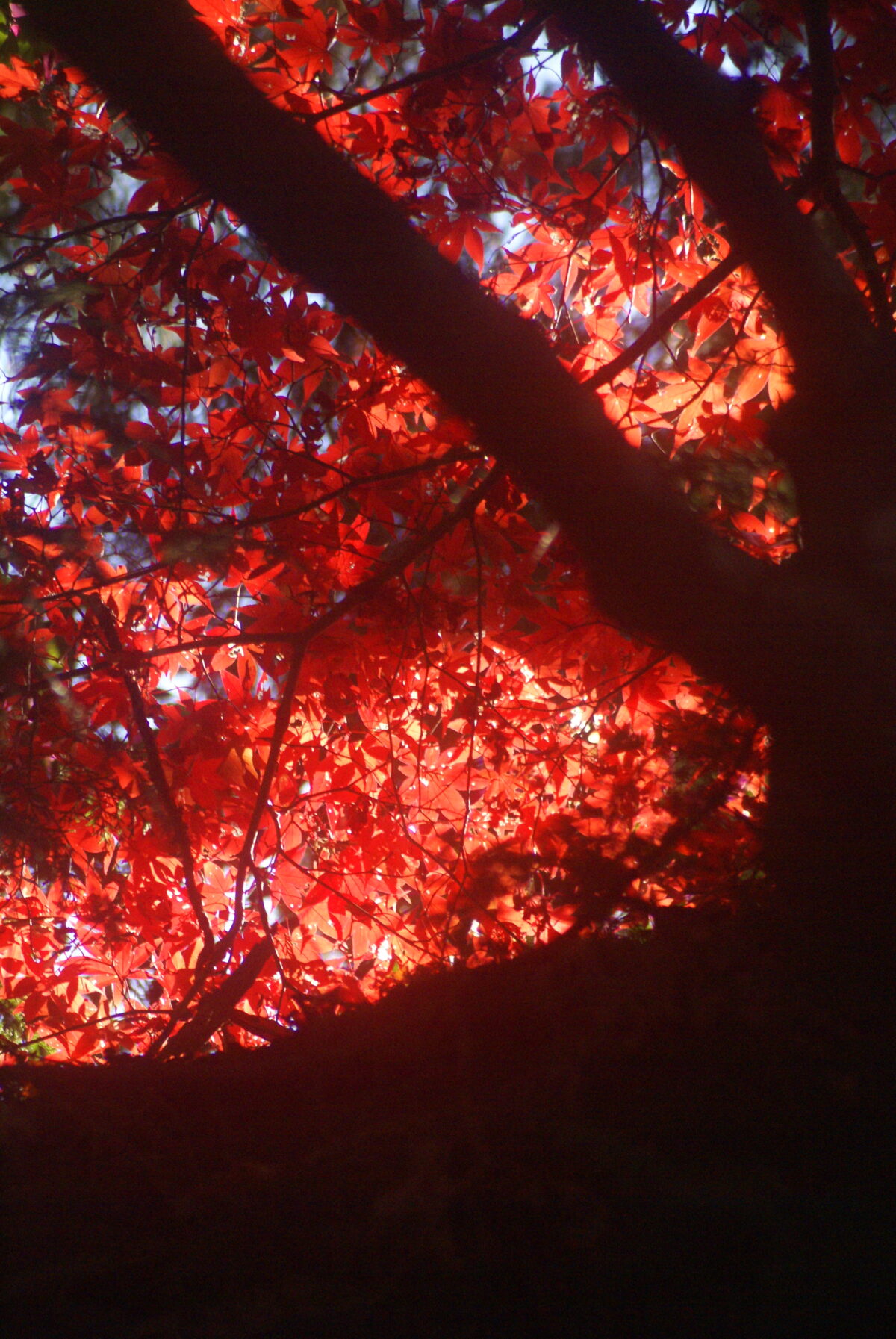 紅葉