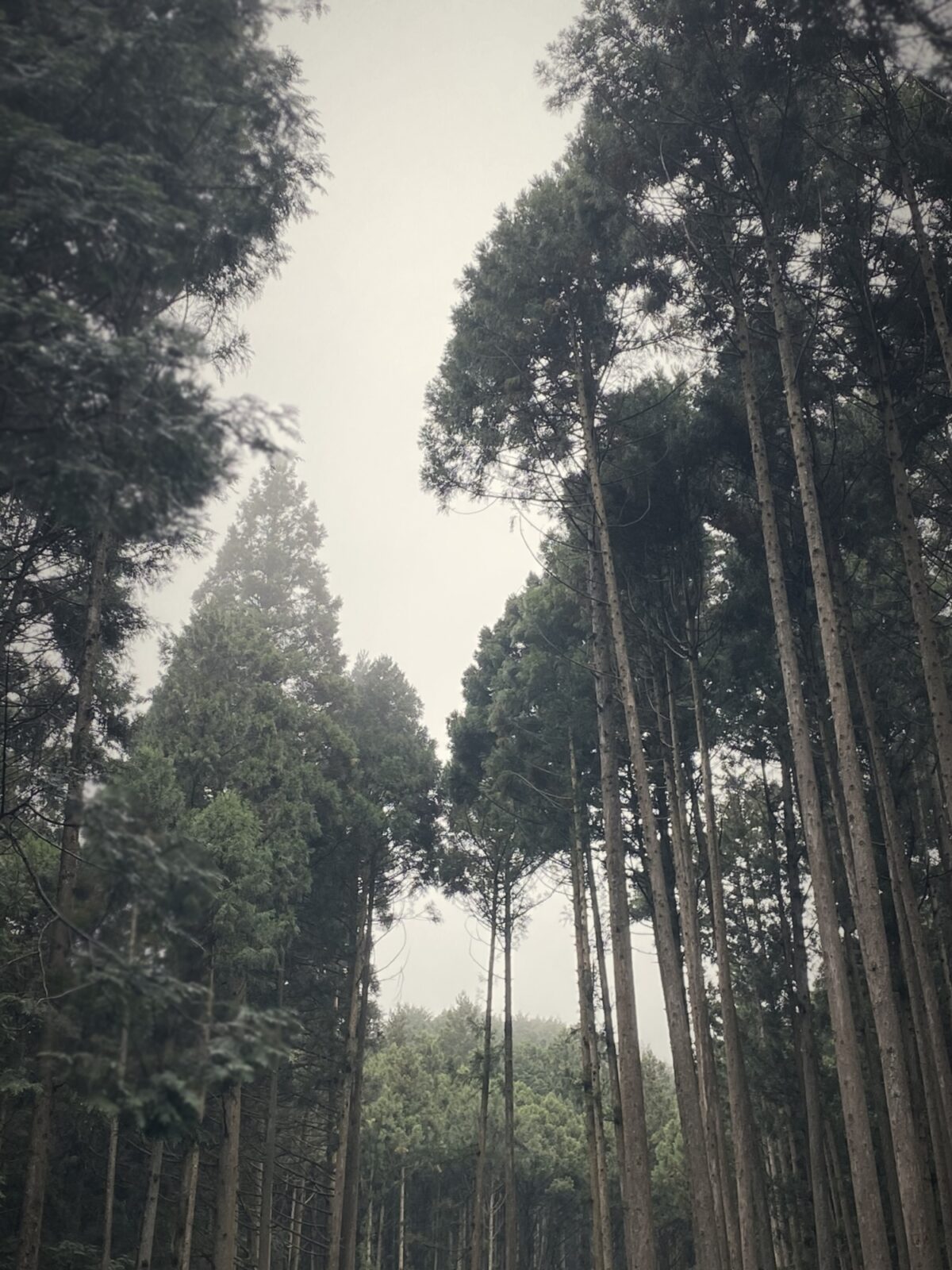 霧の森