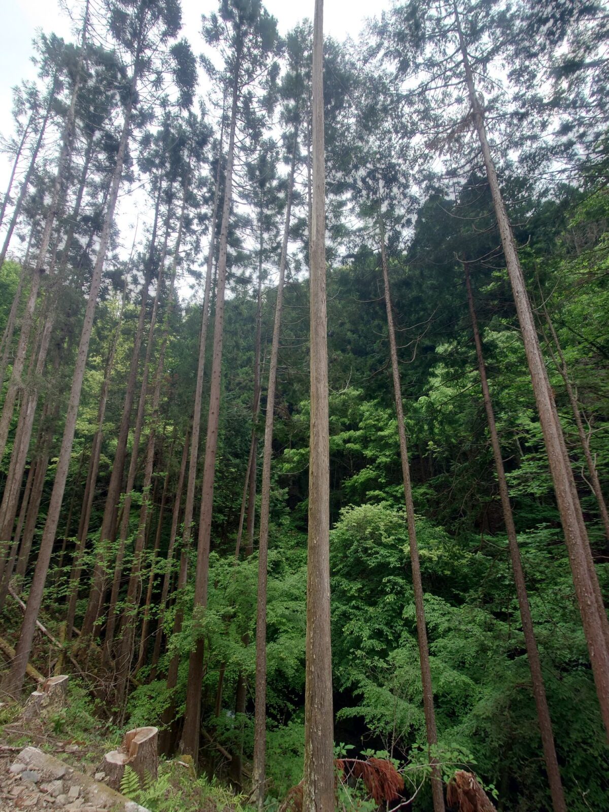 山